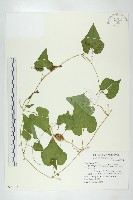 藏品(瓣瓜)的圖片