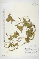 藏品(紅花野牽牛)的圖片