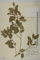 藏品(刺果衛矛)的圖片