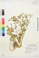 藏品(石龍芮)的圖片