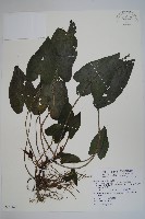 藏品(薄葉細辛、尾花細辛)的圖片