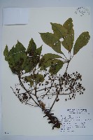 藏品(鵝掌柴、江某、鴨腳樹)的圖片