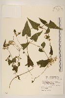 藏品(蔓澤蘭)的圖片