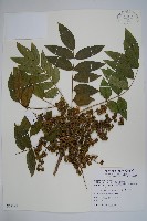 藏品(野漆樹)的圖片