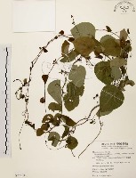 藏品(千金藤、金線吊烏龜)的圖片