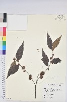 藏品(披針葉饅頭果)的圖片