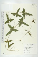 藏品(茅瓜)的圖片