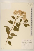 藏品(小舌菊、蔓綿菜)的圖片