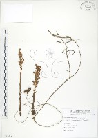 藏品(列當)的圖片