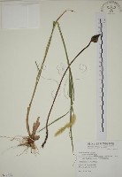 藏品(野菰)的圖片