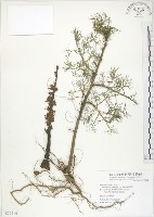 藏品(列當)的圖片