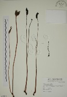 藏品(野菰)的圖片