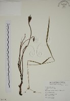 藏品(野菰)的圖片