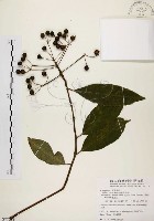 藏品(黑星紫金牛)的圖片