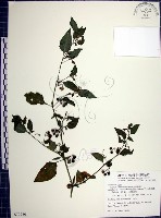 藏品(光果龍葵)的圖片