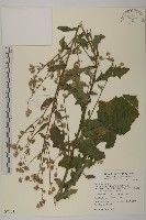 藏品(裂葉艾納香)的圖片