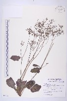 藏品(黃鵪菜)的圖片