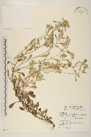 藏品(鼠麴舅)的圖片