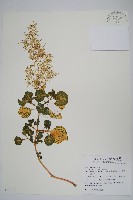 藏品(酒丹參、圓葉洋莧)的圖片