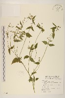 藏品(小米菊)的圖片