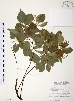 藏品(樟樹)的圖片