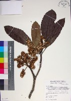 藏品(山枇杷、臺灣枇杷)的圖片