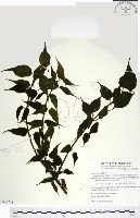 藏品(尖葉槭)的圖片