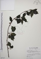 藏品(阿里山五味子)的圖片