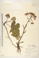 藏品(臺灣款冬)的圖片