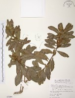 藏品(楊梅)的圖片