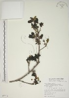 藏品(楓香、楓樹)的圖片