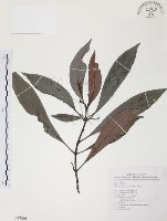 藏品(九節木、牛屎烏、青龍吐霧)的圖片