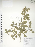 藏品(飛龍掌血)的圖片