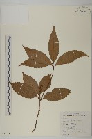 藏品(草珊瑚、紅果金粟蘭)的圖片