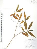 藏品(天仙果、臺灣榕)的圖片