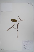 藏品(隱鱗藤)的圖片