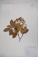 藏品(著生珊瑚樹)的圖片