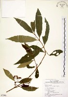 藏品(疏齒紫珠、恆春紫珠)的圖片