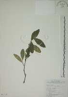 藏品(南嶺蕘花)的圖片