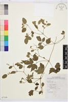 藏品(串鼻龍)的圖片