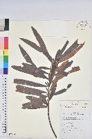 藏品(水楊梅、水柳仔)的圖片