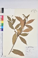 藏品(臺灣土沉香)的圖片