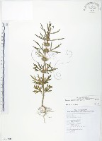 藏品(益母草)的圖片