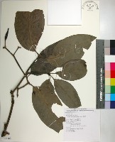 藏品(皮孫木)的圖片