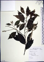 藏品(紅皮、葉下白、赤仔尾)的圖片