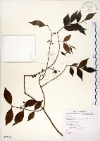 藏品(十子木、加入舅)的圖片