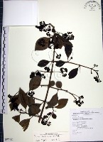 藏品(腺果藤、刺藤)的圖片