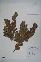 藏品(倒卵葉冬青、金平氏冬青)的圖片