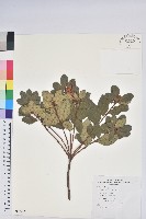 藏品(唐杜鵑、大屯杜鵑、中原氏杜鵑)的圖片