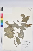 藏品(交力坪鐵色)的圖片